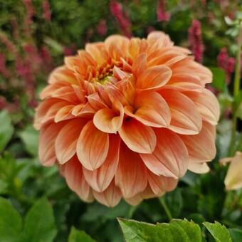 Dahlia Garden Jubilee