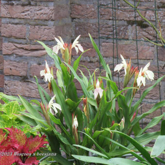 Roscoea x beesiana