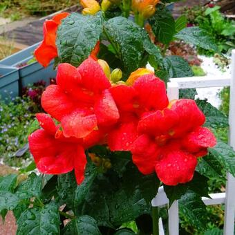 Campsis tagliabuana 'Solo Rosso'