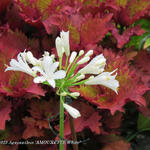 Agapanthus 'AMOURETTE White' - Afrikaanse lelie