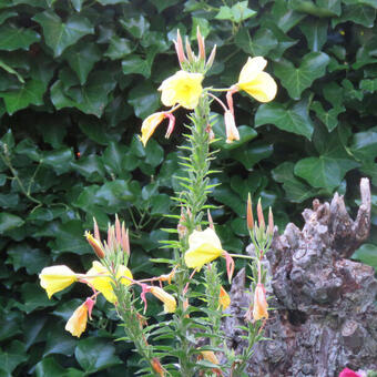 Oenothera glazioviana