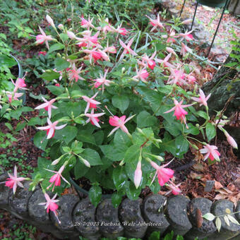 Fuchsia 'Walz Jubelteen'