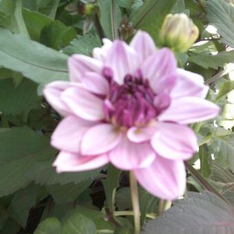 Dahlia 'Creme de Cassis'