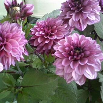 Dahlia 'Creme de Cassis'