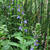 Lobelia siphilitica