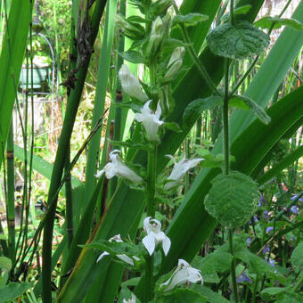 Lobelia siphilitica 'Alba'