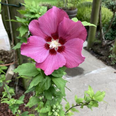 Althaeastruik - Hibiscus syriacus 'Woodbridge'