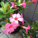 Mandevilla sanderi 'DIAMANTINA Opale Fuchsia Flammé' - Mandevilla