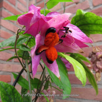 Clerodendrum thomsoniae