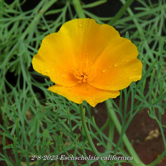 Eschscholzia californica