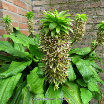 Eucomis bicolor