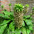 Eucomis bicolor