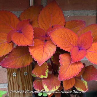 Plectranthus scutellarioides 'Inferno'