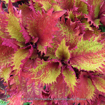 Plectranthus scutellarioides 'Henna'