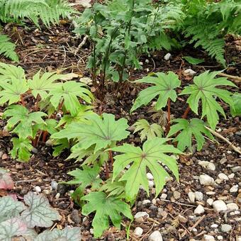 Begonia pedatifida