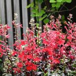 Lobelia x speciosa 'STARSHIP Scarlet' - Lobelia