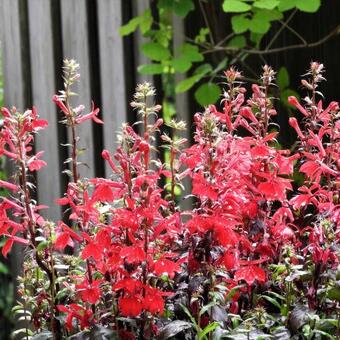 Lobelia x speciosa 'STARSHIP Scarlet'