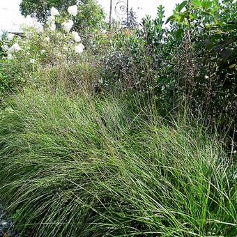 Sporobolus heterolepis 'Cloud'