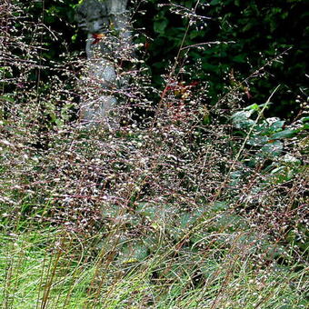 Sporobolus heterolepis 'Cloud'