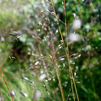 Sporobolus heterolepis 'Cloud'