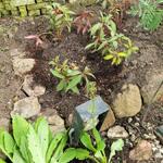 Impatiens omeiana 'Pink nerves' - Impatiens omeiana