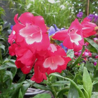 Penstemon 'PENTASTIC Red'