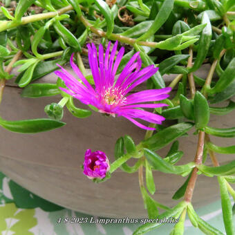 Lampranthus spectabilis