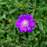 Delosperma lavesii - IJsbloem