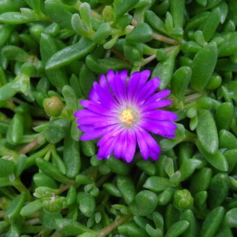 Delosperma lavesii