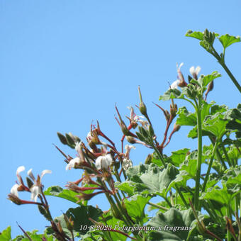 Pelargonium x fragrans