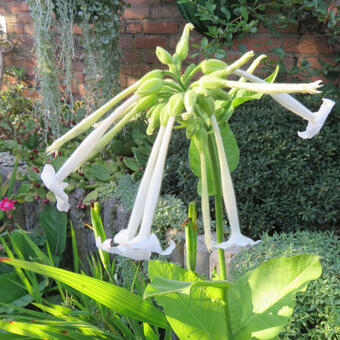 Nicotiana sylvestris