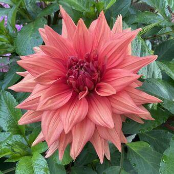 Dahlia 'Color Spectacle'