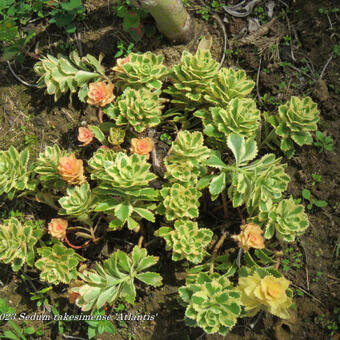 Sedum takesimense 'Atlantis'