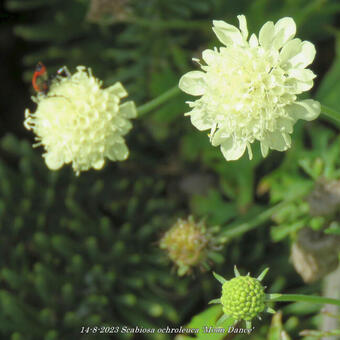 Scabiosa ochroleuca 'Moon Dance'