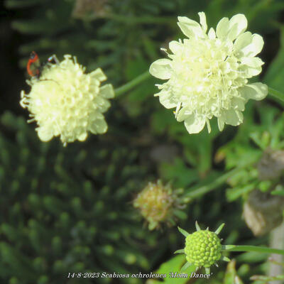 Duifkruid/Schurftkruid - Scabiosa ochroleuca 'Moon Dance'