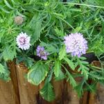 Scabiosa Imperialis - Hoge dubbele duifkruid / Schurftkruid