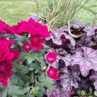 Heuchera 'Mulberry'