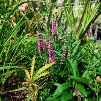 Veronica 'Blaze Away Pink'