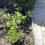 Persicaria amplexicaulis 'Dark Red' - 