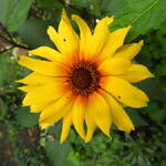 Rudbeckia hirta 'Cappuccino' - Zonnehoed