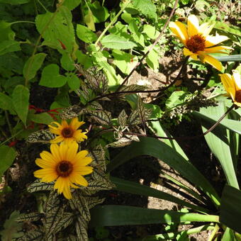 Rudbeckia hirta 'Cappuccino'