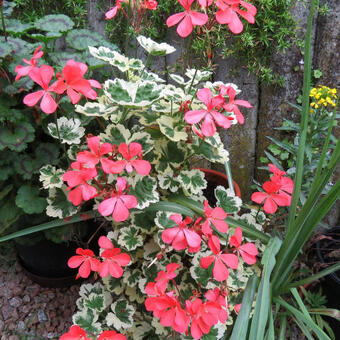 Pelargonium 'Frank Headley'