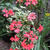 Pelargonium 'Frank Headley'