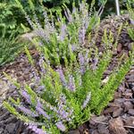 Calluna vulgaris 'Winter Chocolate' - Dopheide / zomerheide / struikheide / bezemheide