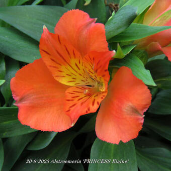 Alstroemeria 'PRINCESS Elaine'