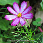 Cosmos bipinnatus 'Picotée' - Cosmos