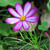 Cosmos bipinnatus 'Picotée'