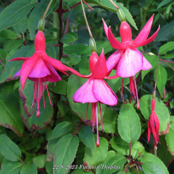 Fuchsia 'Display'