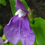 Roscoea auriculata - Gemberorchidee