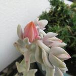 Echeveria runyonii 'Topsy Turvy' - Echeveria